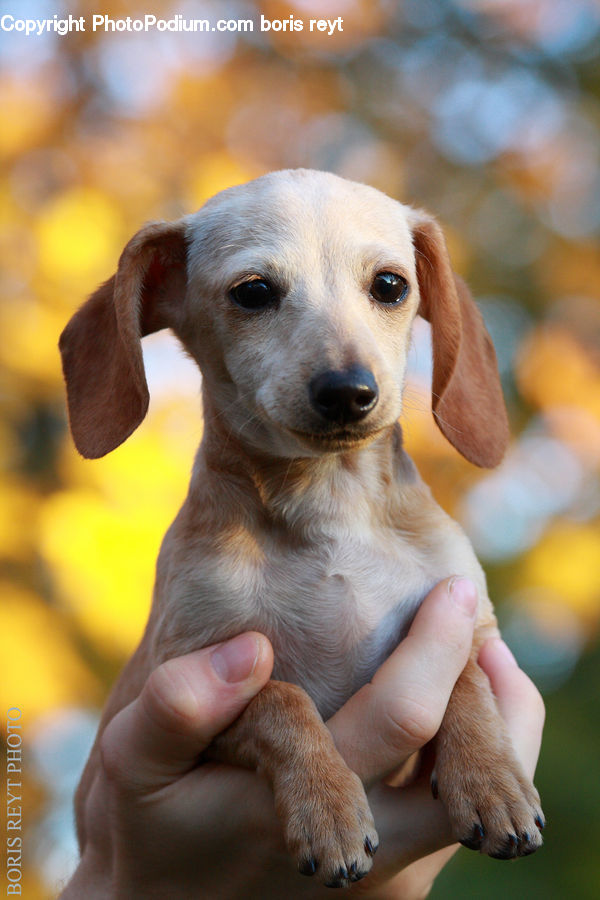 Animal, Canine, Dog, Mammal, Pet, Puppy, Beagle