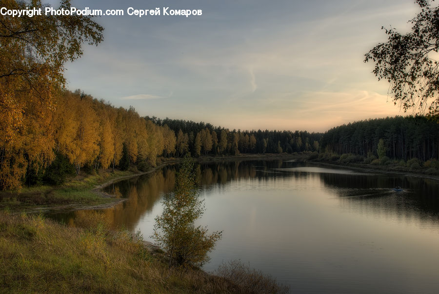 Plant, Tree, Lake, Outdoors, Water, River, Forest