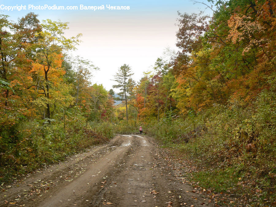 Dirt Road, Gravel, Road