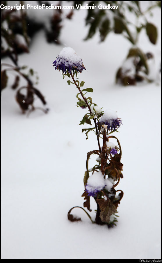 Ice, Outdoors, Snow, Conifer, Fir, Plant, Tree