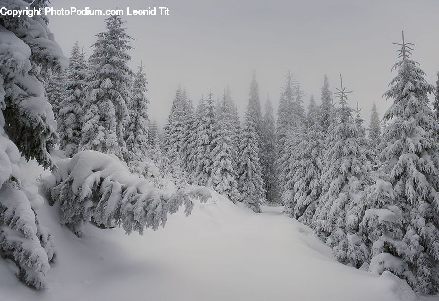 Ice, Outdoors, Snow, Conifer, Fir, Spruce, Wood