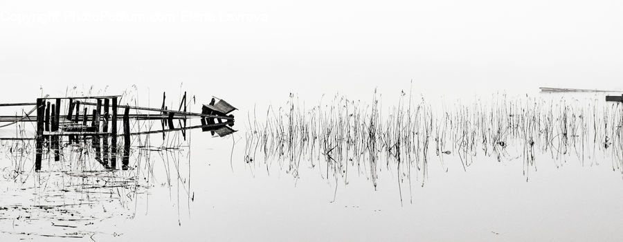 Grass, Plant, Reed, Land, Marsh, Outdoors, Swamp