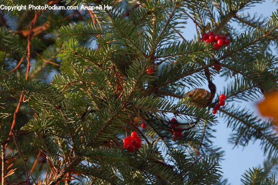 Conifer, Plant, Tree, Wood, Yew, Fir, Pine