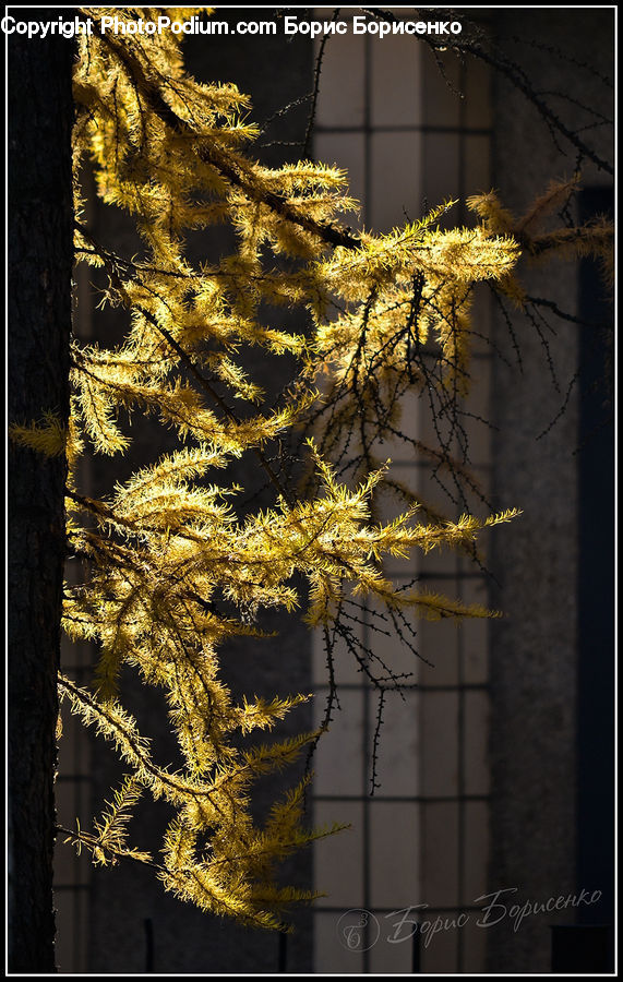 Plant, Potted Plant, Conifer, Fir, Tree, Flower, Mimosa