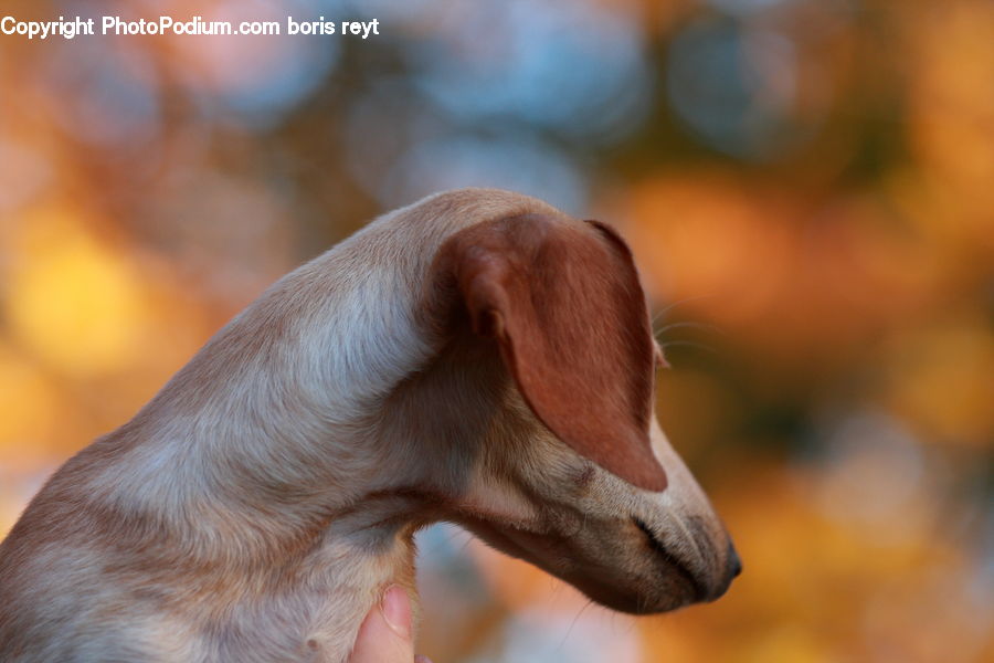 Animal, Beagle, Canine, Dog, Hound, Mammal, Pet