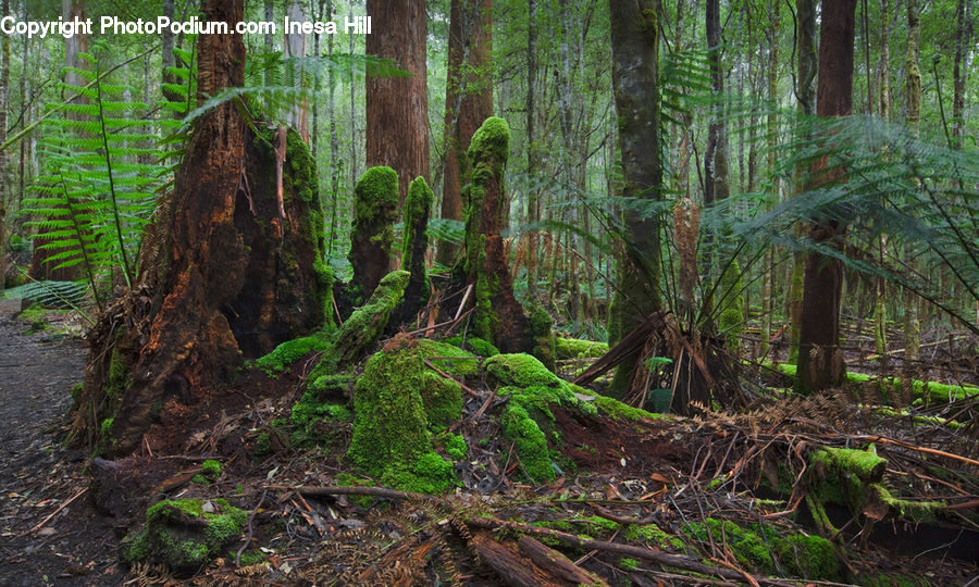 Forest, Vegetation, Fir, Redwood, Tree, Wood, Jungle