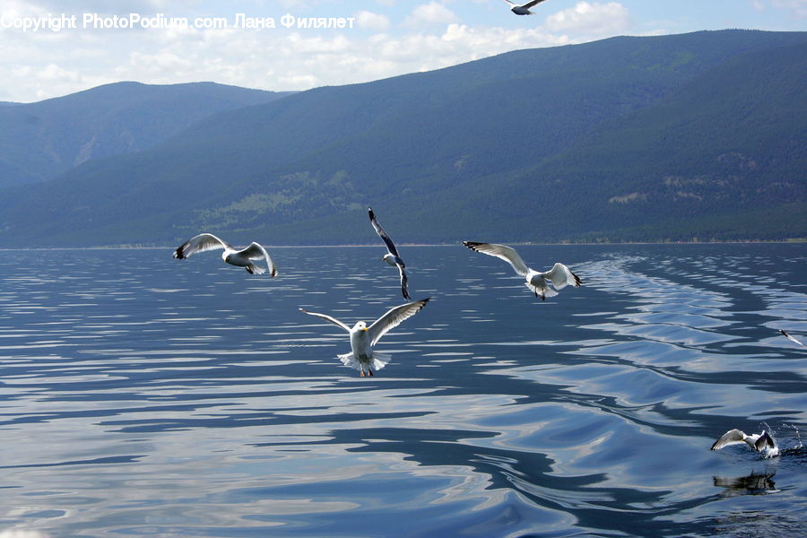 Bird, Seagull, Crane Bird, Heron, Albatross, Booby, Outdoors