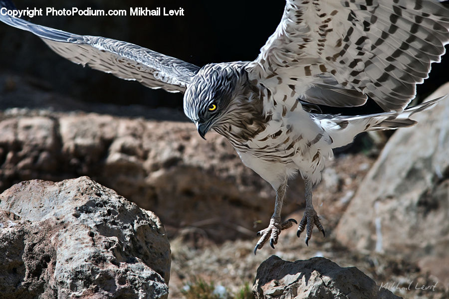 Head, Portrait, Beak, Bird, Dove, Pigeon, Buzzard