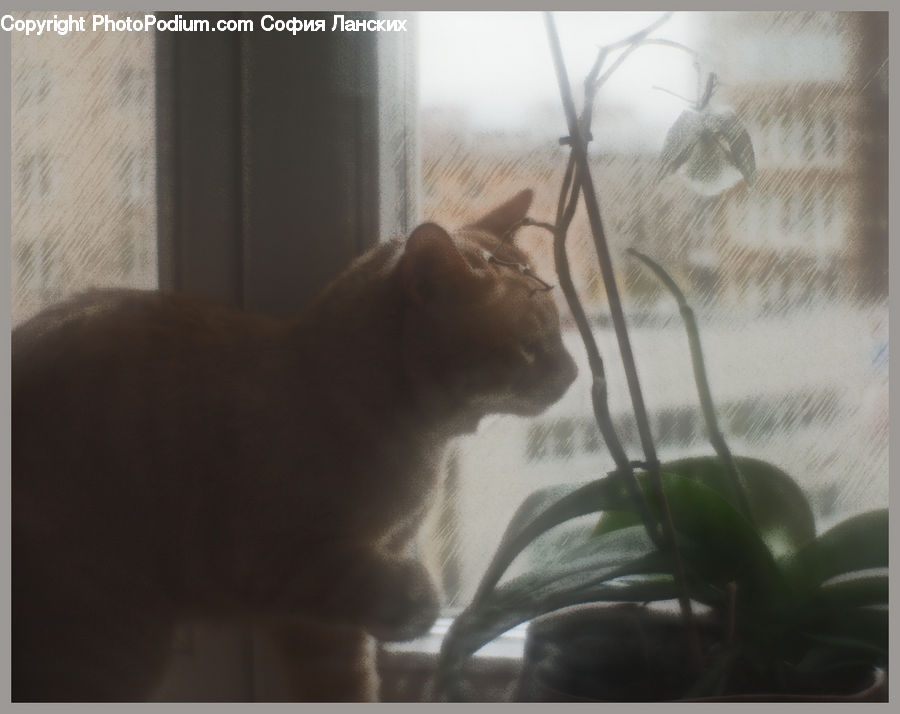 Plant, Potted Plant, Animal, Cat, Pet, Siamese, Flower Arrangement