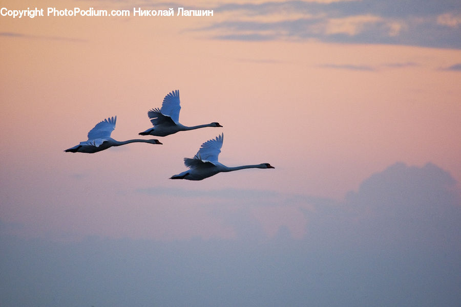Bird, Crane Bird, Heron, Goose, Waterfowl, Magpie, Aircraft