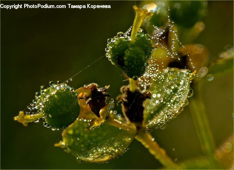 Bee, Insect, Invertebrate, Aphid, Glass, Andrena, Apidae