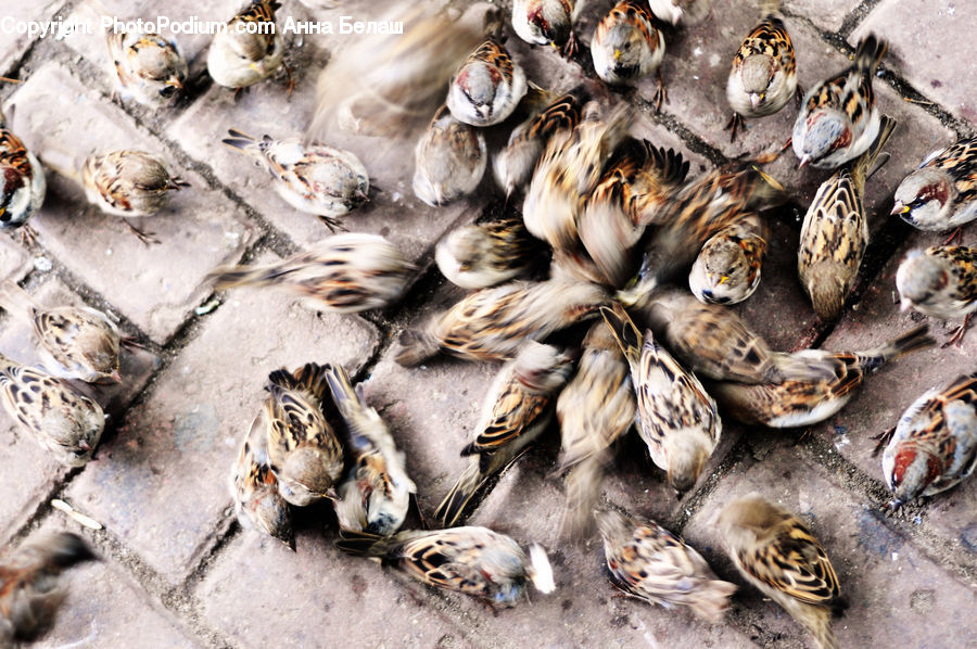 Garlic, Plant, Mold, Bird, Sparrow, Food, Seafood