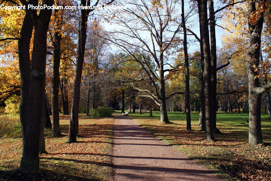 People, Person, Human, Oak, Tree, Wood, Path