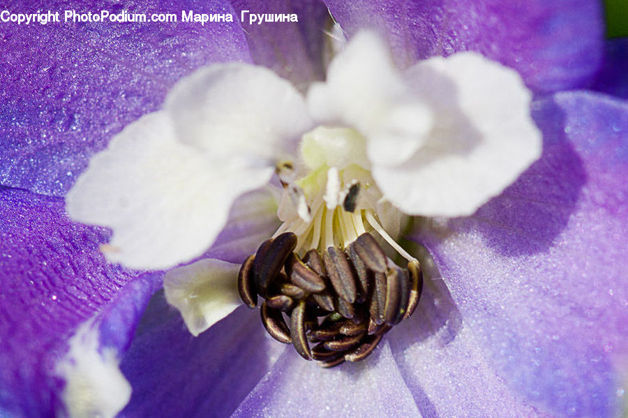 Blossom, Flora, Flower, Plant, Violet, Crocus, Bee