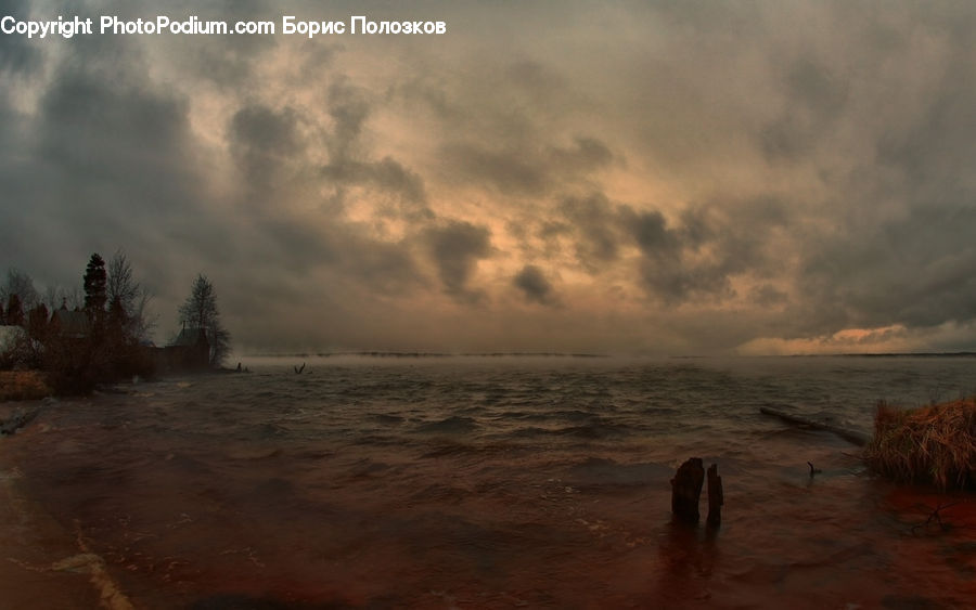 Plant, Potted Plant, Beach, Coast, Outdoors, Sea, Water