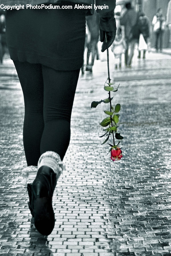 People, Person, Human, Blossom, Flower, Plant, Rose