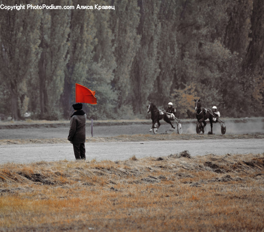 Animal, Horse, Mammal, Dirt Road, Gravel, Road, Leisure Activities
