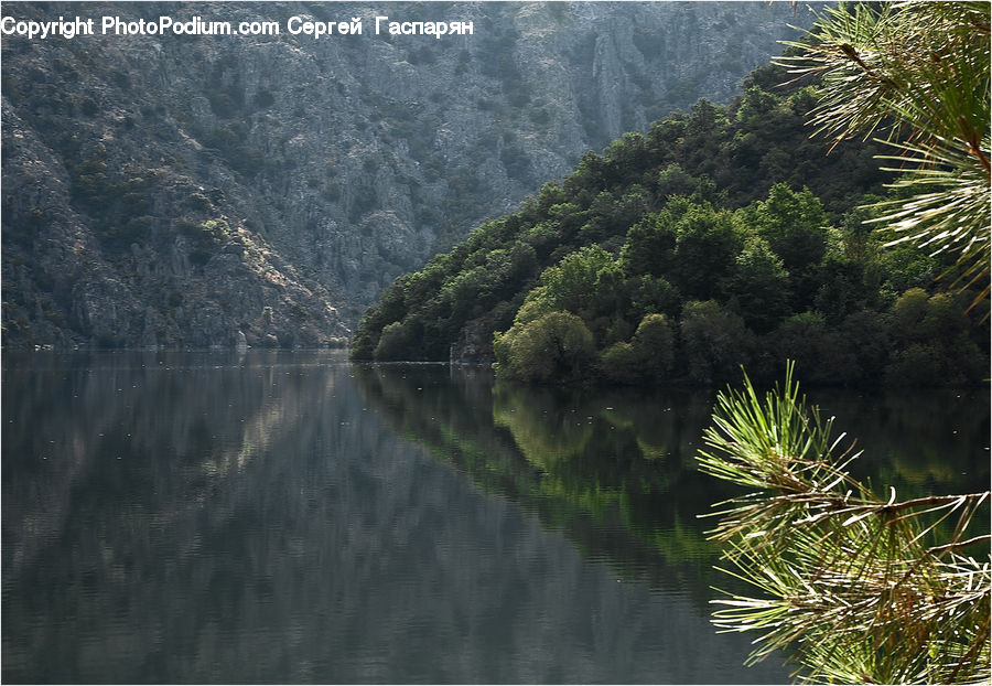 Conifer, Fir, Plant, Tree, Outdoors, Pond, Water