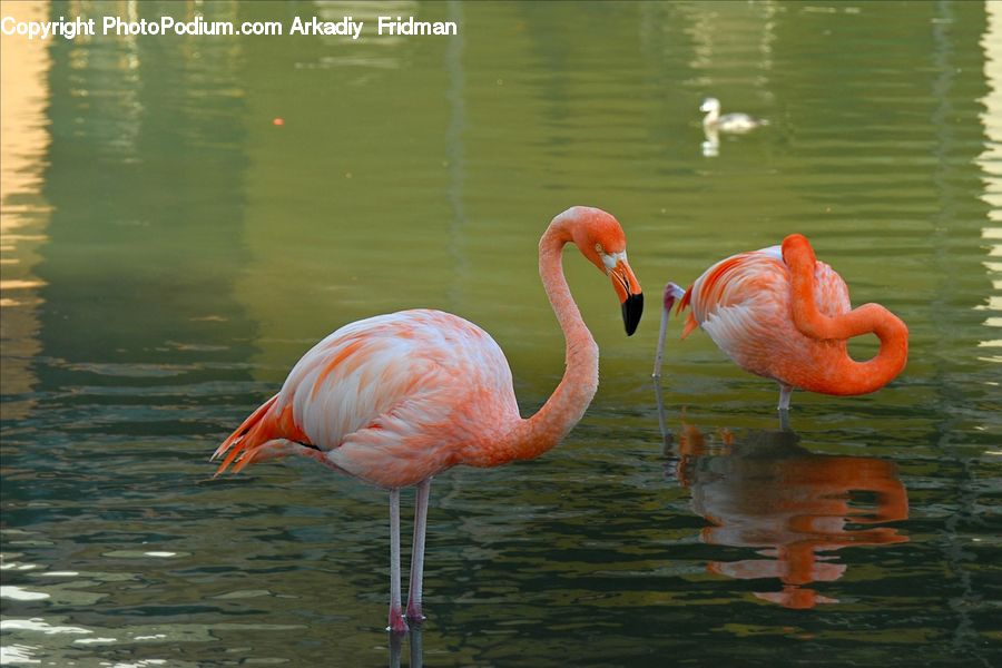 Bird, Flamingo, Flock
