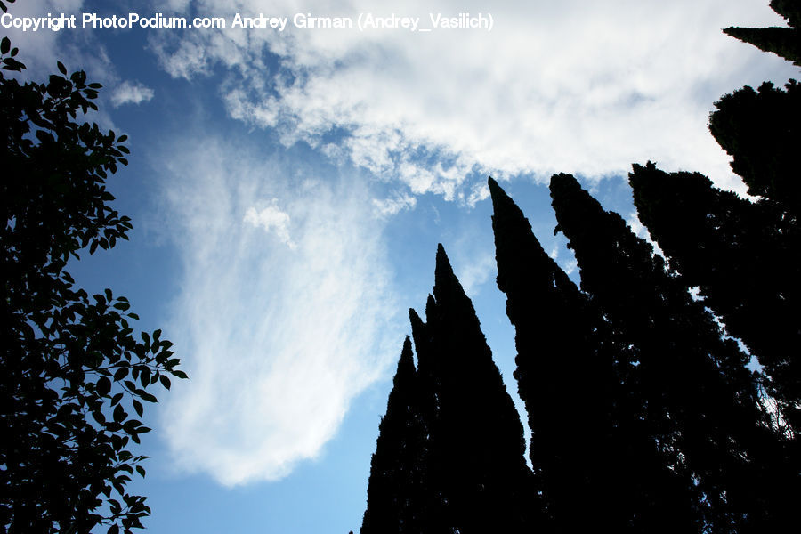 Silhouette, Conifer, Fir, Plant, Tree, Azure Sky, Cloud