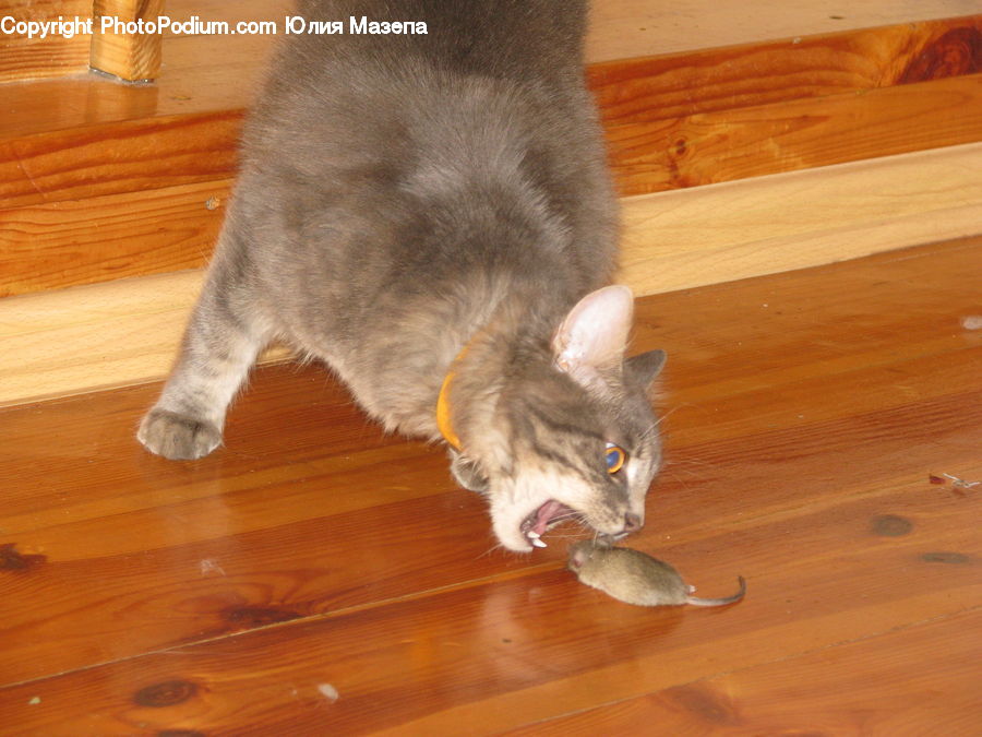 Animal, Cat, Mammal, Manx, Pet, Hardwood, Wood