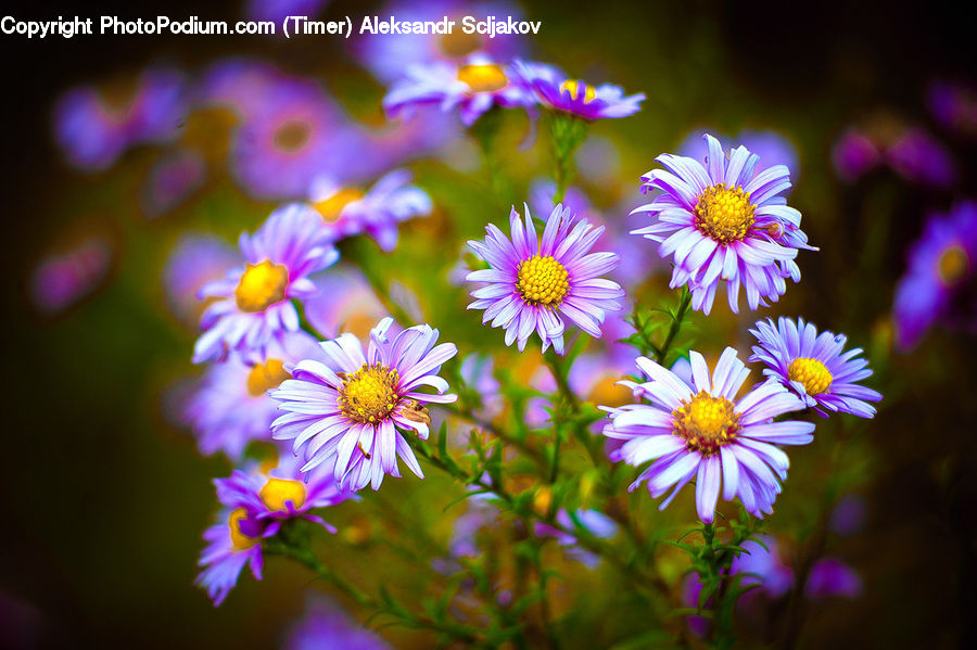 Aster, Blossom, Flower, Plant, Daisies, Daisy, Flora