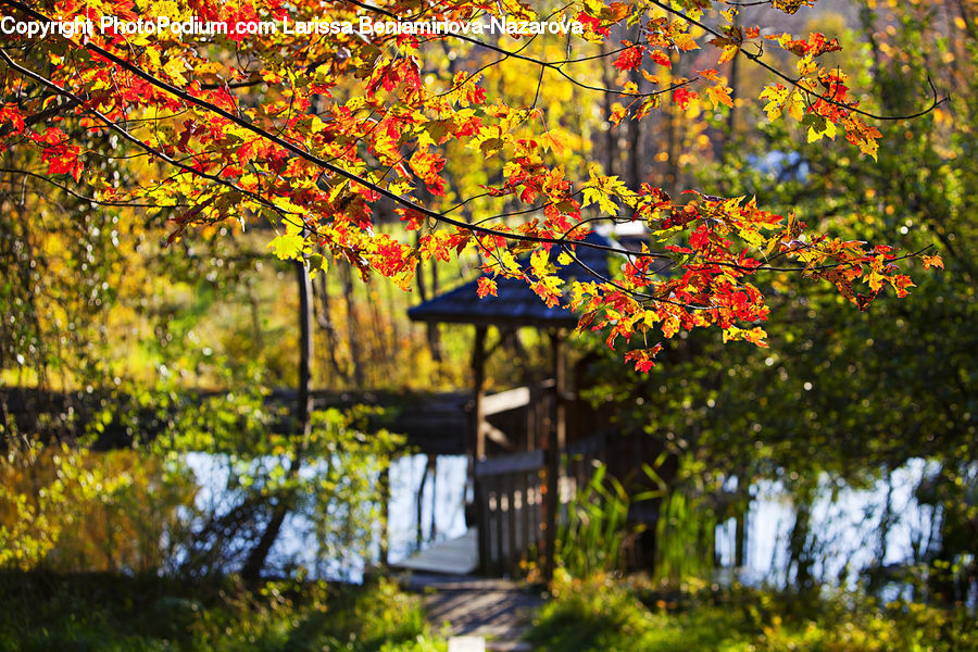 Patio, Pergola, Porch, Cabin, Hut, Rural, Shack