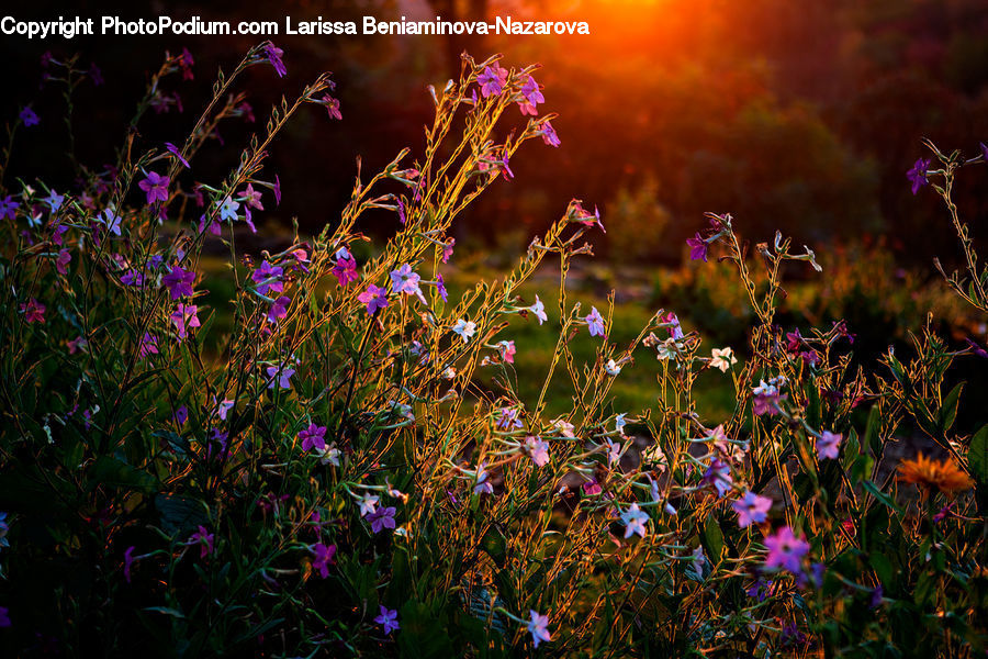 Plant, Potted Plant, Blossom, Flora, Flower, Field, Grass