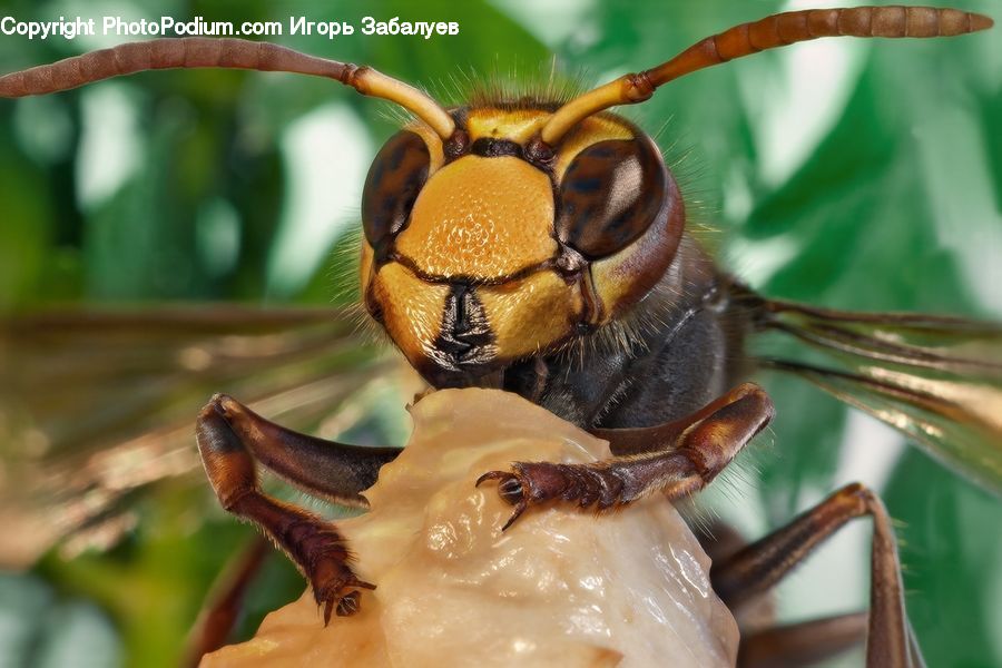 Bee, Insect, Invertebrate, Hornet, Wasp