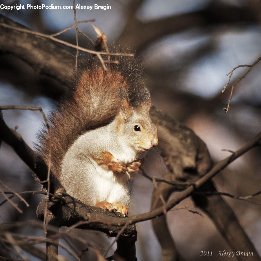 Animal, Mammal, Rodent, Squirrel
