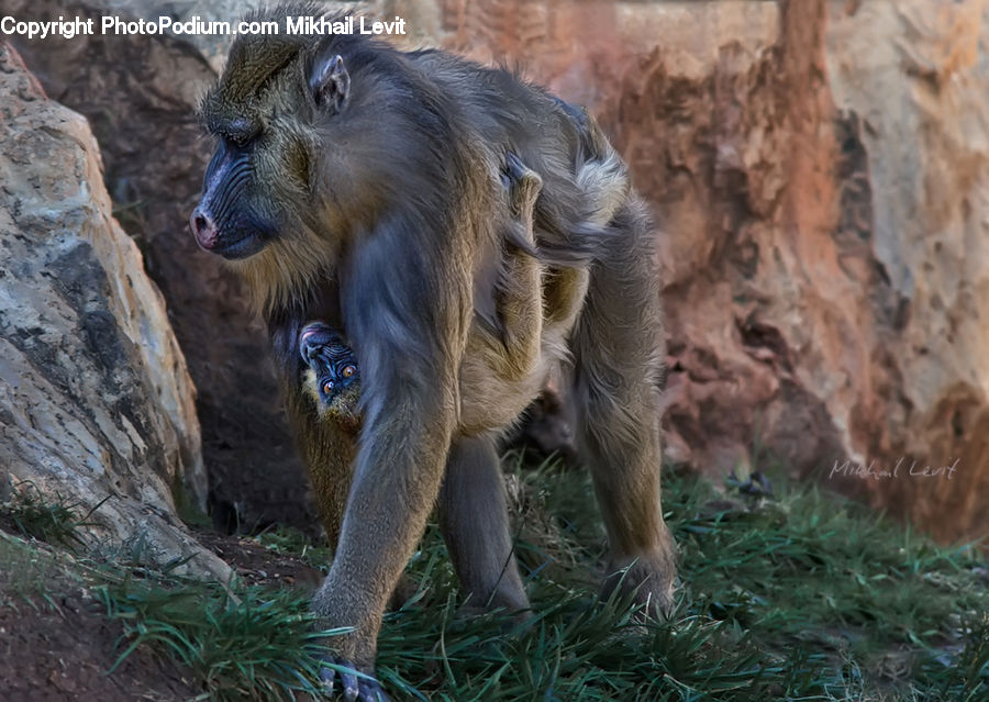 Animal, Baboon, Mammal, Monkey, Outdoors, Blossom, Flora