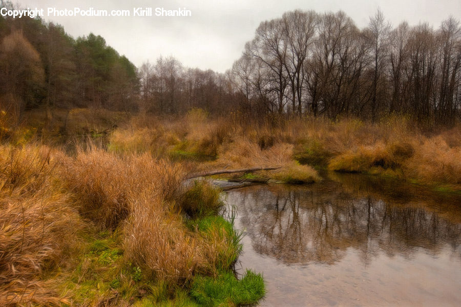 Land, Marsh, Outdoors, Swamp, Water, Pond, Field