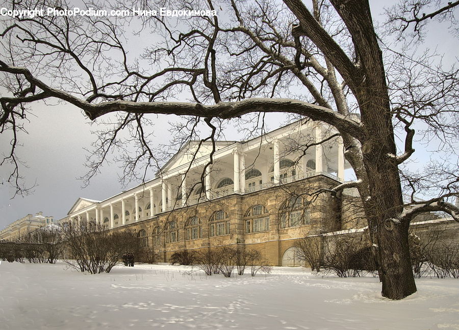 Campus, Ice, Outdoors, Snow, Architecture, Mansion, Plant