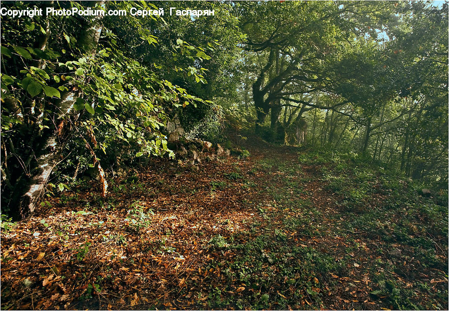 Forest, Vegetation, Grove, Land, Jungle, Field, Grass