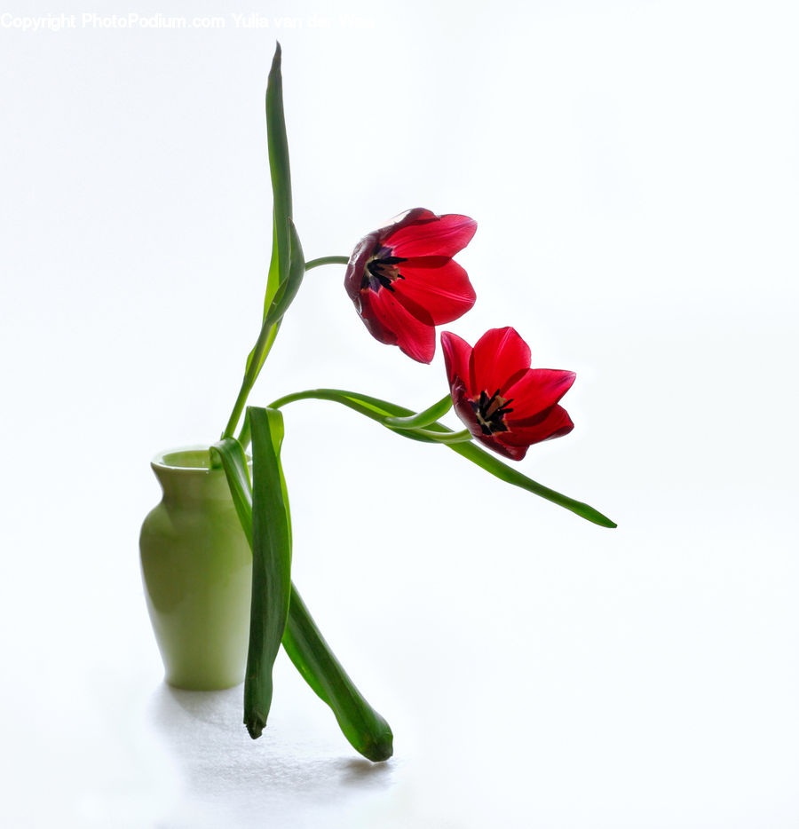 Blossom, Flora, Flower, Plant, Tulip, Amaryllis, Petal