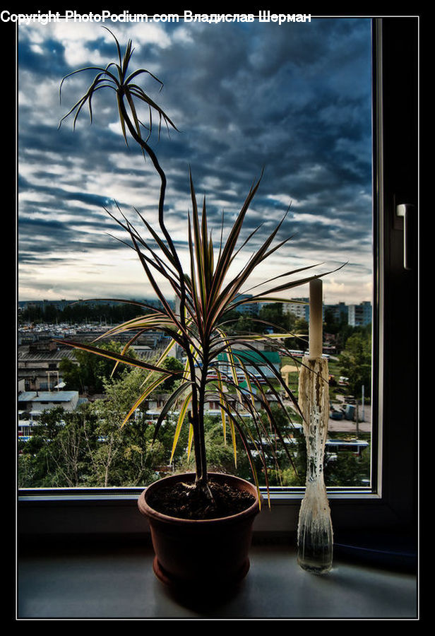 Plant, Potted Plant, Jar, Porcelain, Vase, Ice, Icicle