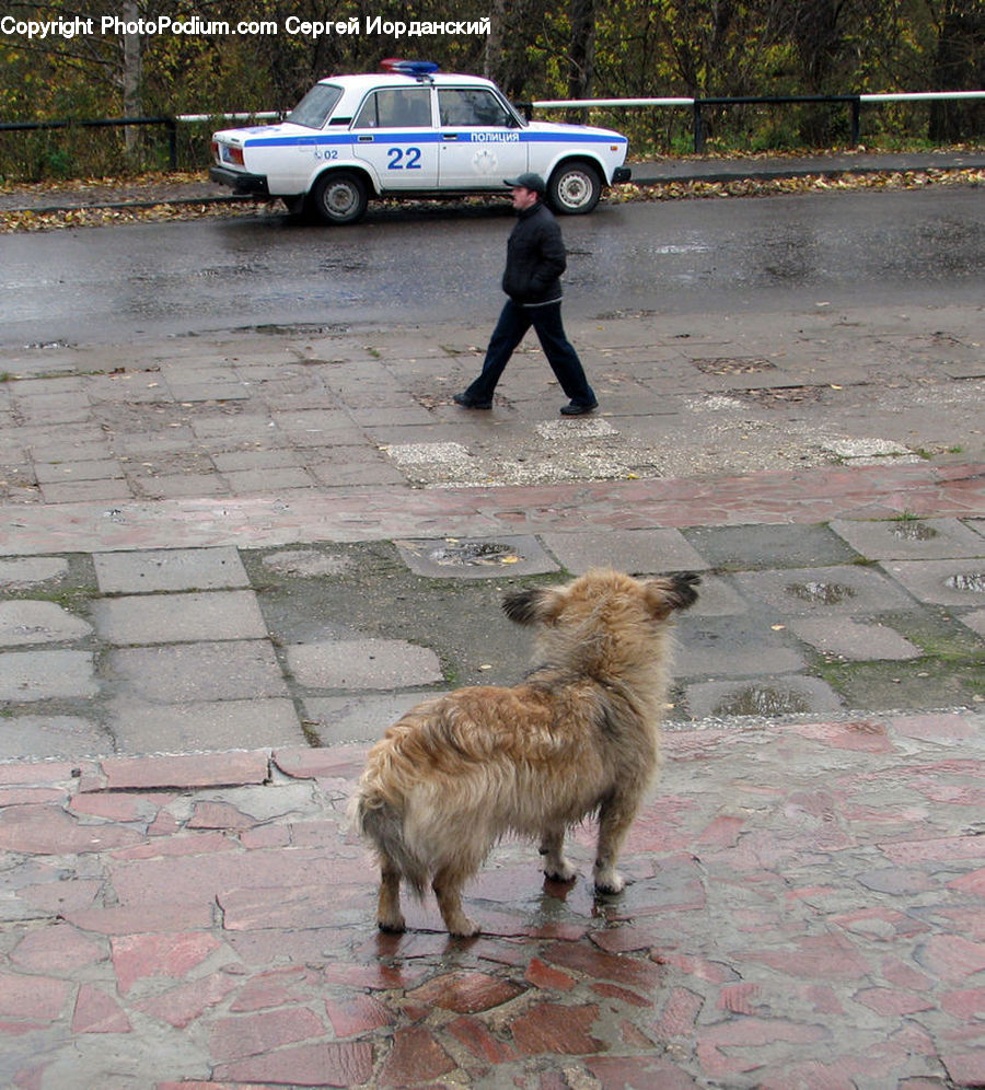 People, Person, Human, Ambulance, Van, Vehicle, Automobile