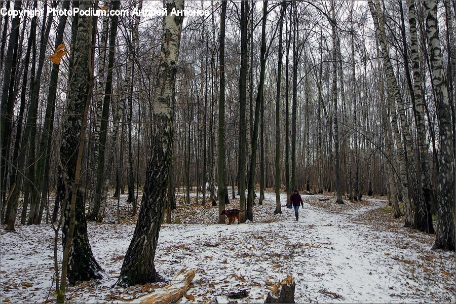 Forest, Grove, Land, Vegetation, Birch, Tree, Wood