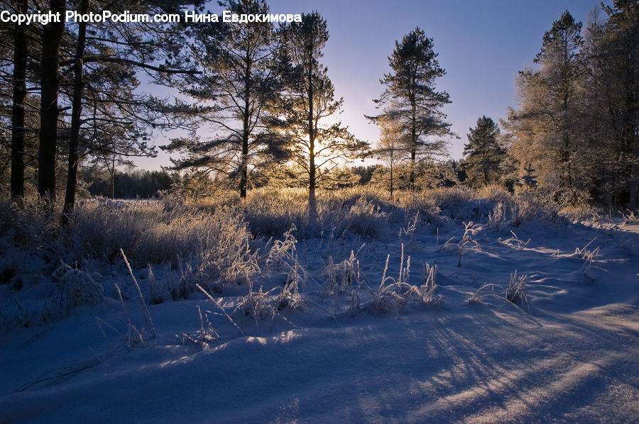 Ice, Outdoors, Snow, Conifer, Fir, Plant, Tree