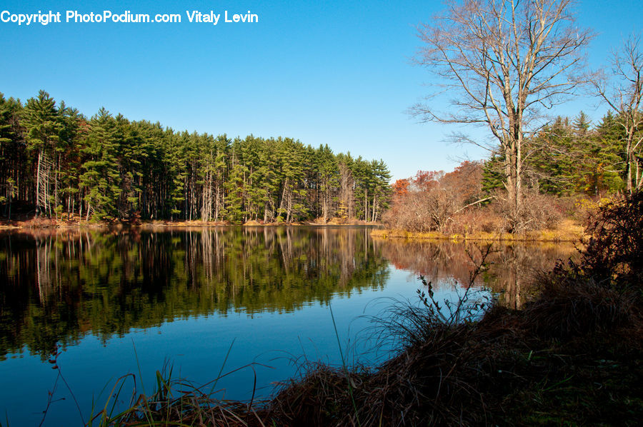 Lake, Outdoors, Water, Pond, Nature, Conifer, Fir