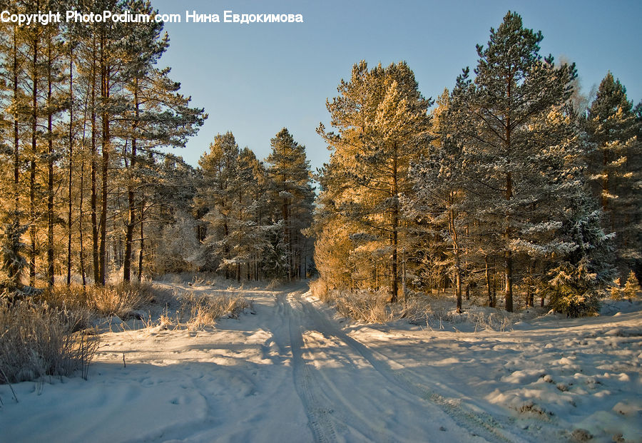 Conifer, Fir, Plant, Tree, Forest, Vegetation, Dirt Road