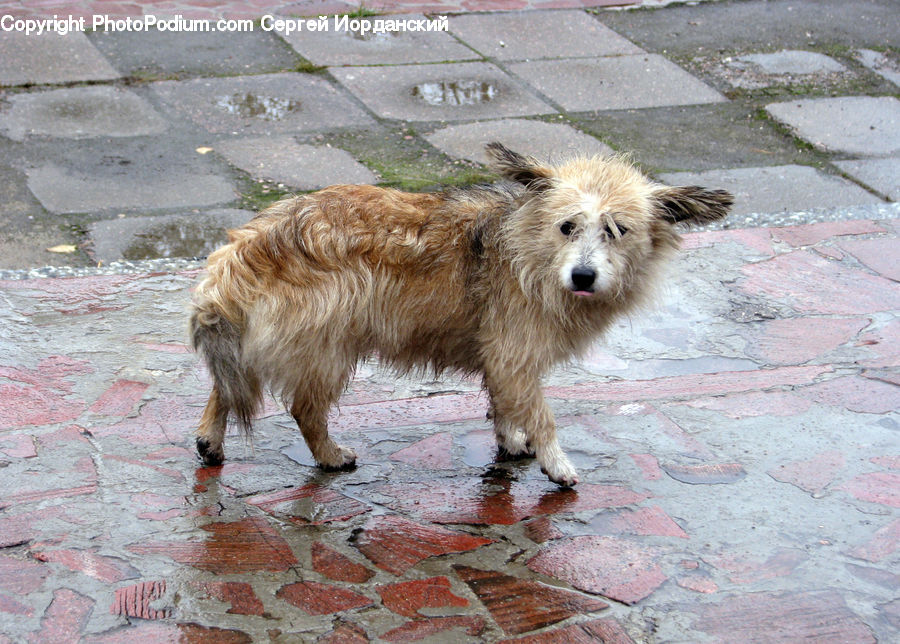 Brick, Animal, Canine, Dog, Mammal, Pet, Terrier