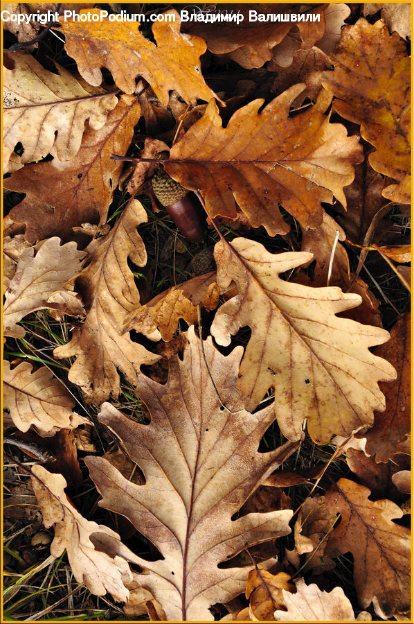 Maple, Maple Leaf, Plant, Tree, Wood, Rock, Leaf