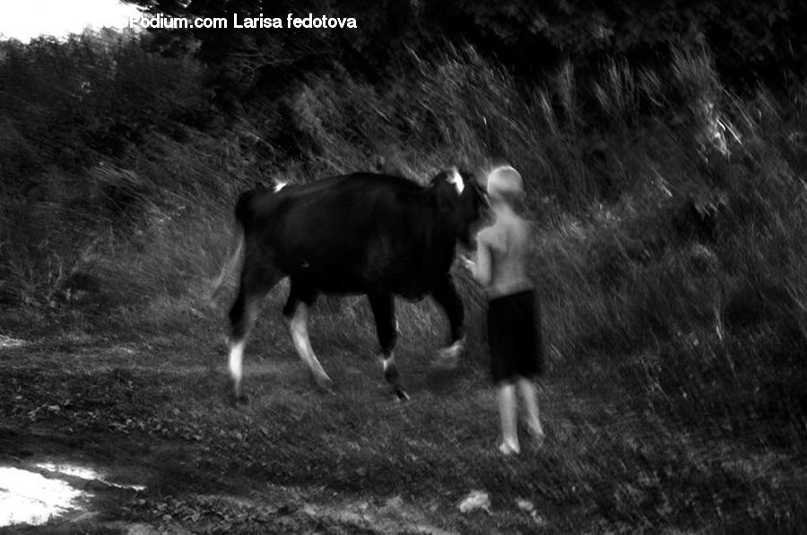 People, Person, Human, Hug, Kiss, Animal, Cattle