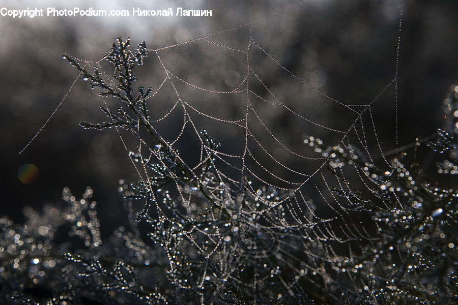 Arachnid, Garden Spider, Insect, Invertebrate, Spider, Conifer, Fir