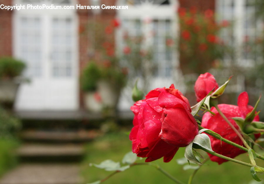Blossom, Flora, Flower, Geranium, Plant, Rose, Carnation