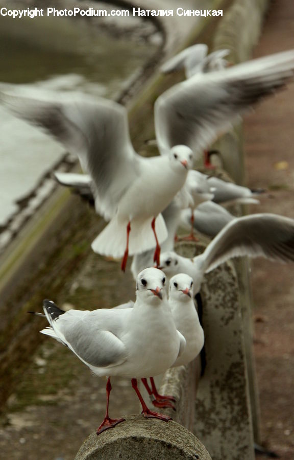 Bird, Dove, Pigeon, Seagull, Head, Portrait