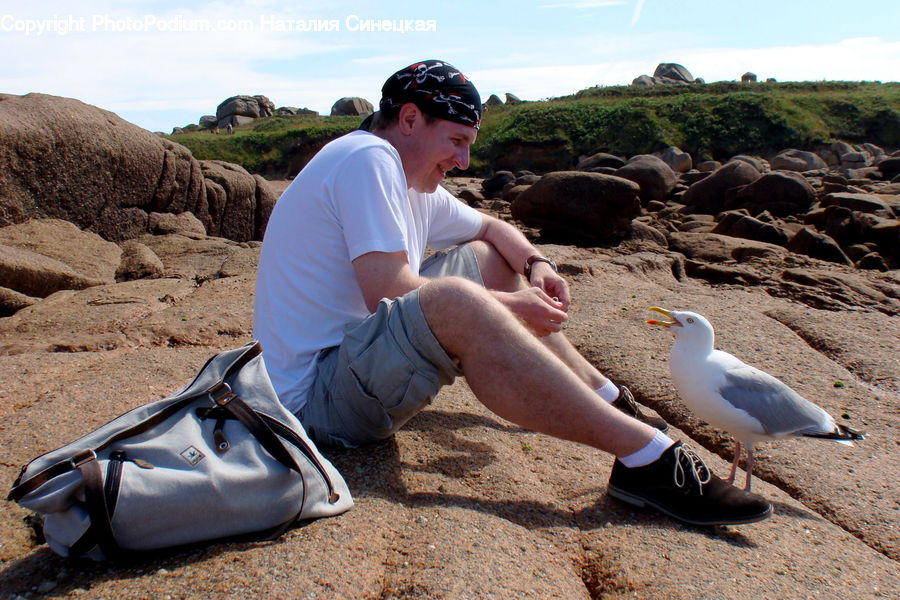People, Person, Human, Bird, Booby, Soil, Dove