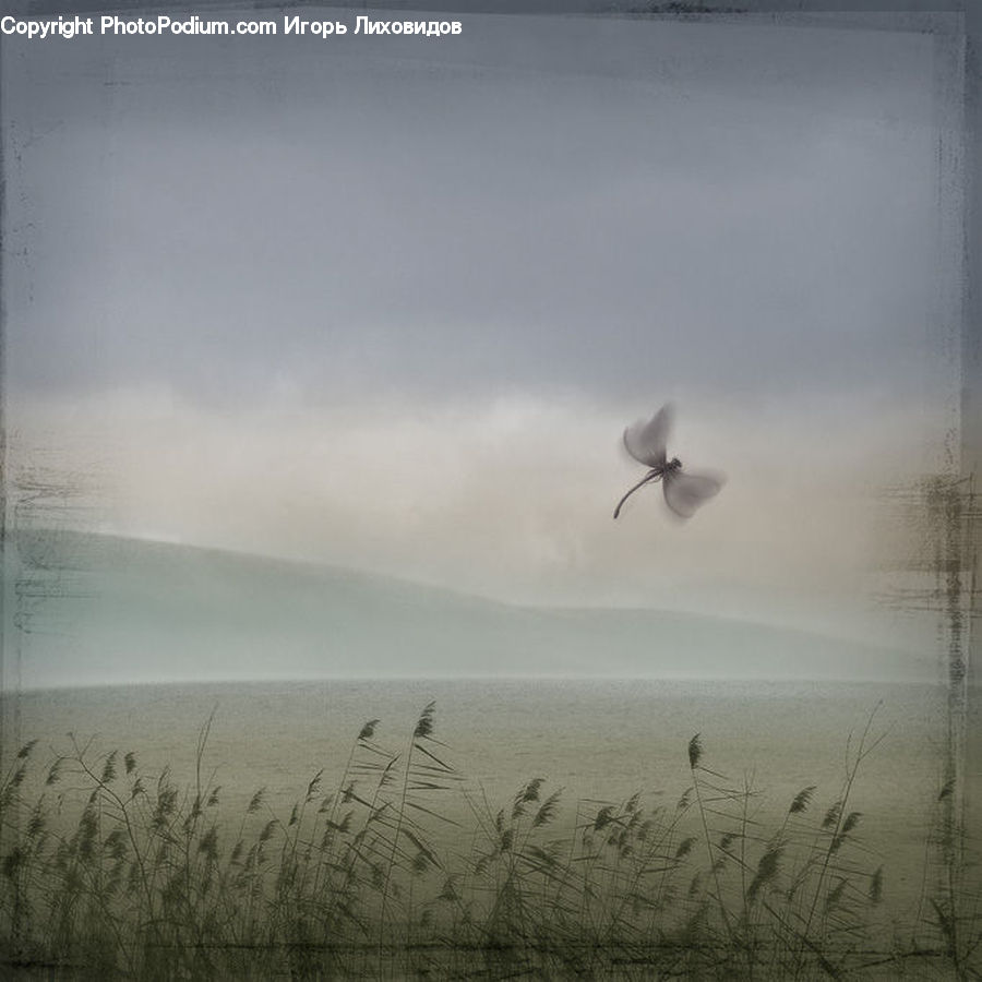 Bird, Seagull, Flying, Conifer, Fir, Pine, Spruce