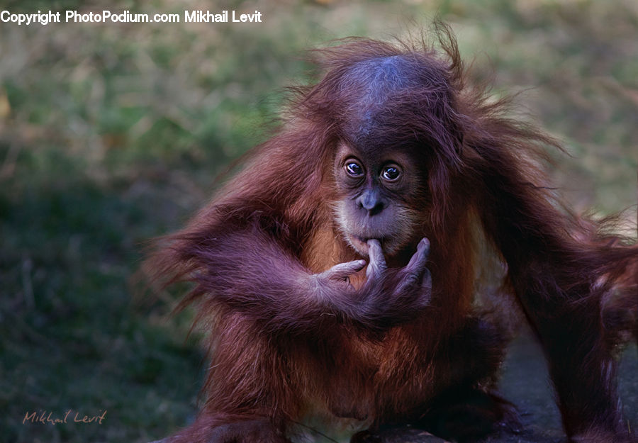 Animal, Mammal, Monkey, Orangutan